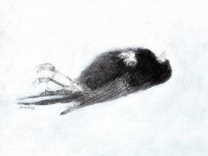 Sårbarhet og død om vinteren (Død fugl ved trappeoppgangen min II, ca. 2019) kull og gesso på papir)