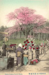 Kirsebærblomster, Gion, Kyoto, Japan av Japanese Photographer
