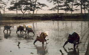Fem bønder som planter ris på nytt i en rismark, 1890-tallet. av Japanese Photographer
