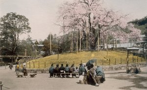 Det berømte kirsebærtreet i Maruyama, Kyoto 1890-tallet. av Japanese Photographer