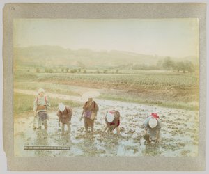 Transplantering av risspirer, Japan (håndfarget s/hv-bilde) av Japanese Photographer