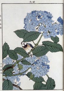 Fugl i hortensia - japansk trykk av Japanese School