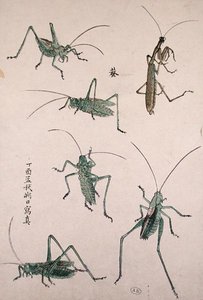 Gresshopper (farget treblokktrykk) av Japanese School