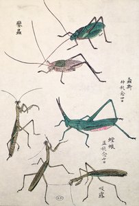 Gresshopper og mantiser (farget treblokktrykk) av Japanese School