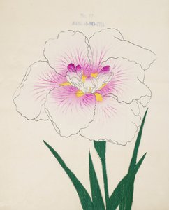 Frøken Gino. -Tråd, av. 17, 1898 av Japanese School