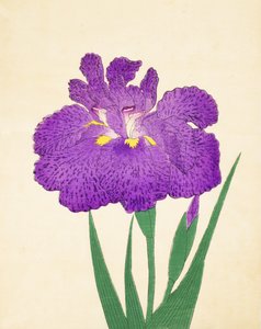 Spre det på Nyo. 11, 1898 av Japanese School