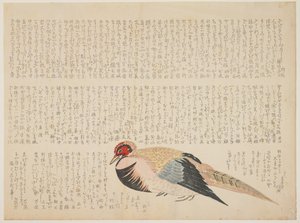 Fasan, ca. 1818-29 (farget treblokktrykk) av Japanese School