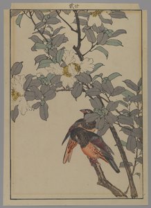 To fugler med hvite blomster, Meiji-perioden, 1892 (farget treblokktrykk) av Japanese School
