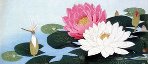 Water lilies and dragonfly - Japanese print av Japanese School