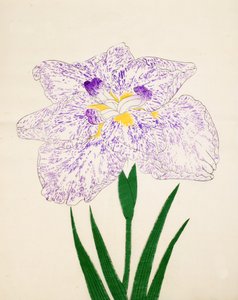 Yamato Nishiki. 31, 1890 av Japanese School