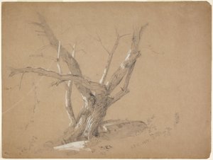 Studie av et tre av Jasper Francis Cropsey