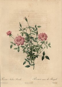 Rosa miniatyr Kinarose, Rosa chinensis.