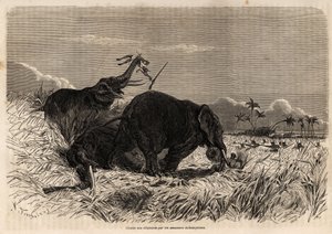 Jakten på elefanter av Dahomyan Amazons