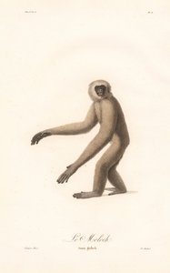 Grålangur (Simia moloch) av Jean Baptiste Audebert