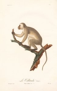 Grønn ape (Simia Sabaea, variant A)