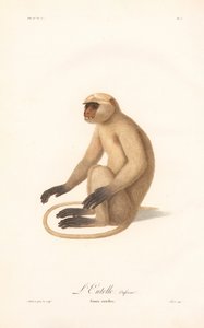 Hanuman Langur (Simia entellus) av Jean Baptiste Audebert