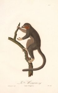 Mongoose Lemur (Lemur Mongoz) av Jean Baptiste Audebert