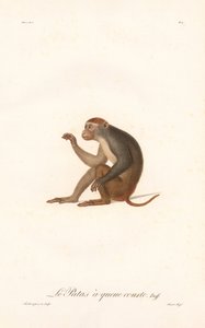 Fair Ape (Fair Ape) av Jean Baptiste Audebert