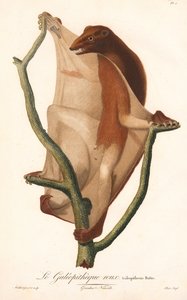 Rød flygende lemur (Galeopithecus rufus) av Jean Baptiste Audebert