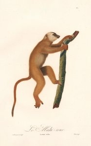 Rød lemur (Lemur rufus) av Jean Baptiste Audebert