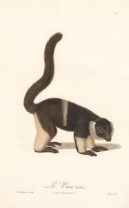 Ruffed Lemur Variety (Monkey Lemur VA) av Jean Baptiste Audebert