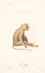 Hvithåndsgibbon (Simia alys) av Jean Baptiste Audebert
