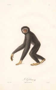 Hvithåndsgibbon (Simia lar) av Jean Baptiste Audebert