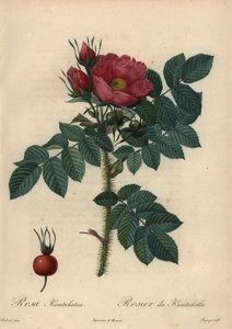 Crimson japansk rose; grov rose