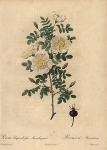 Marienbourgs brennrose, Rosa pimpinellifolia Mariaeburgensi