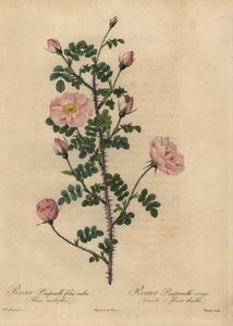 Rosa Burnet rose, Rosa pimpinellifolia.