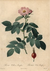Rosa eplerose, Rosa villosa.