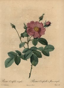 Rosa rose, Rosa centifolia simplex.