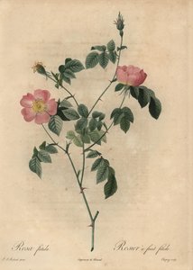 Rosa foetida, Rosier en fruktfetid.