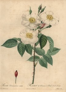 Hvit damaskrose, Rosa x damascena.