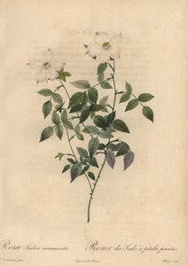 Hvit og rosa Kinarose, Rosa chinensis.