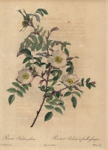 Hvit og rosa rose, Rosa redutea glauca. av Jean Baptiste Chapuy