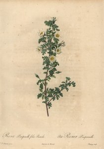 Hvit brentrose, Rosa pimpinellifolia Pumila.