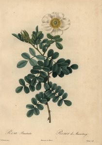 Hvit kyllingsagrose, Rosa bracteata,
