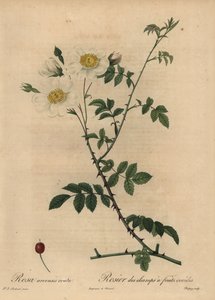 Hvit åkerrose, Rosa arvensis.