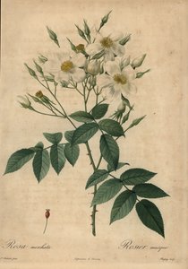 Hvit moskusrose, Rosa moschata.