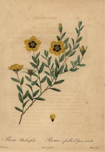 Gul rose, Rosa berberifolia. av Jean Baptiste Chapuy