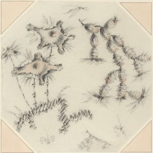 Bambusblomster og kaktus (svart og rød kritt på bundet papir) av Jean Baptiste Pillement