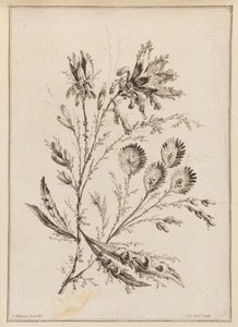 Blomstergren av Jean Baptiste Pillement