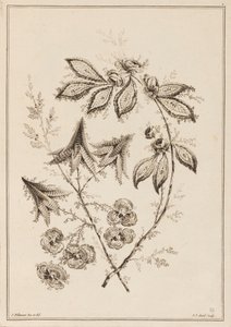 Blomstergren av Jean Baptiste Pillement