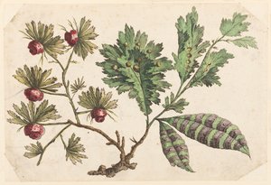 Flower Bough, fra "Chinese Flower Collection" av Jean Baptiste Pillement