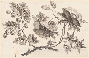 Flower Bough, fra "Chinese Flower Collection" av Jean Baptiste Pillement