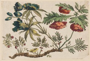 Flower Bough, fra "Chinese Flower Collection" av Jean Baptiste Pillement