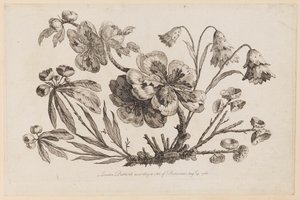 Flower Boughs, fra "Collection of Chinese Flowers" av Jean Baptiste Pillement