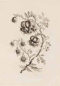 Blomstergren, fra "Fleures Persannes" av Jean Baptiste Pillement