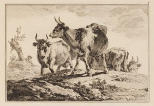 Plate 4, fra "Notebook of Six Sheets of Oxen and Cows" av Jean Baptiste Pillement